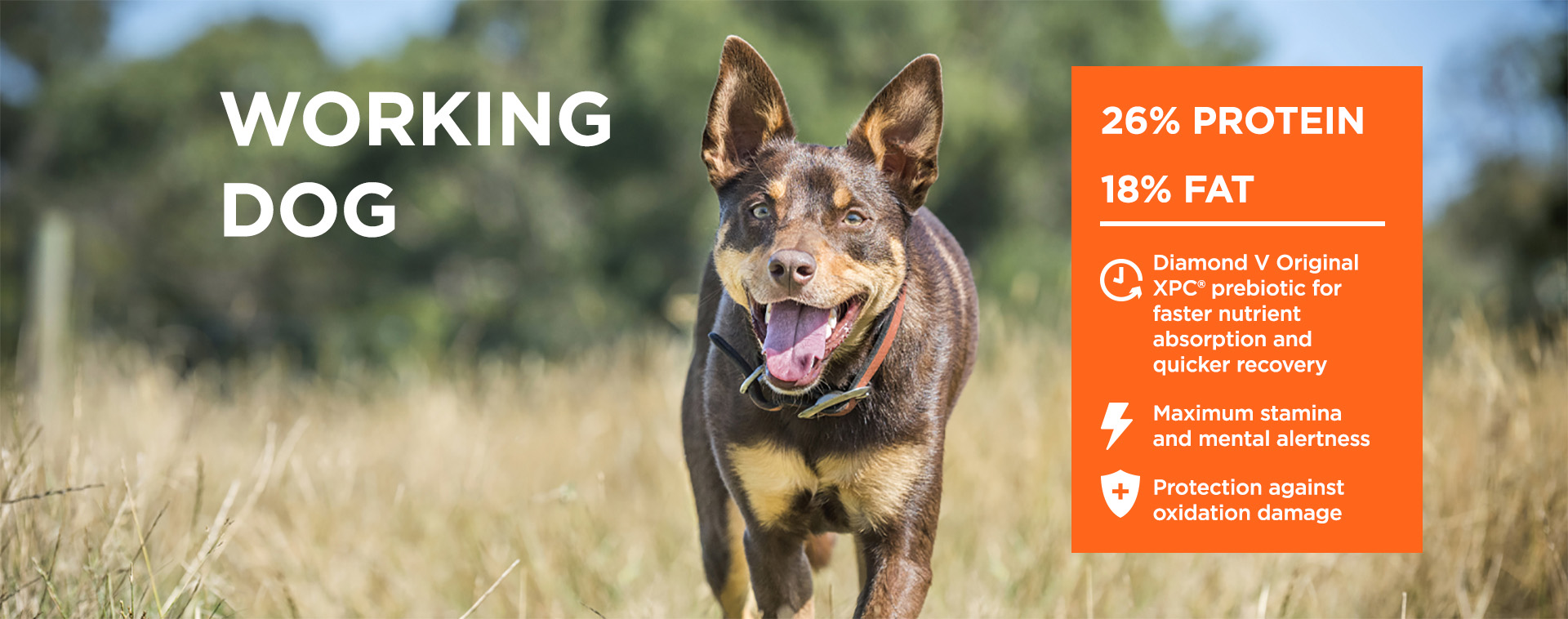 Cobber® Working Dog : Maximise performance - Cobber