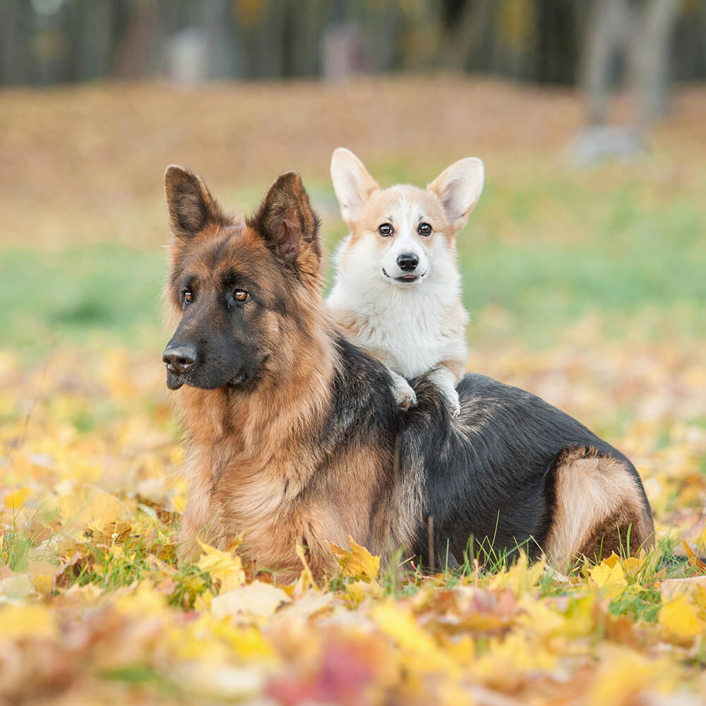 Two dogs sitting in an autumn field