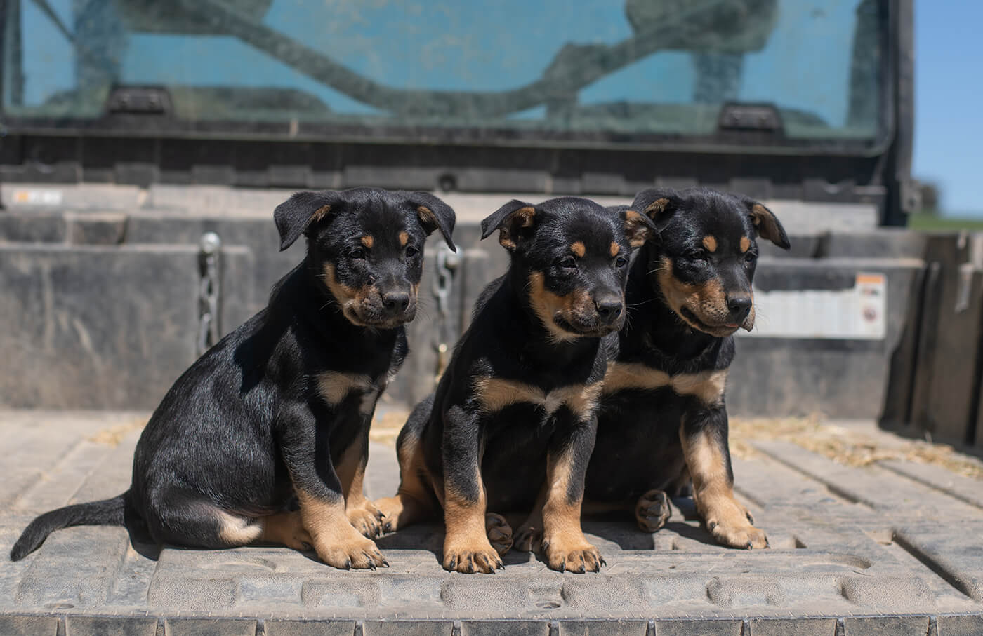 3 puppies sitting in a truck