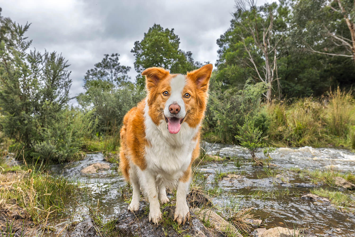 Dog standing by a river