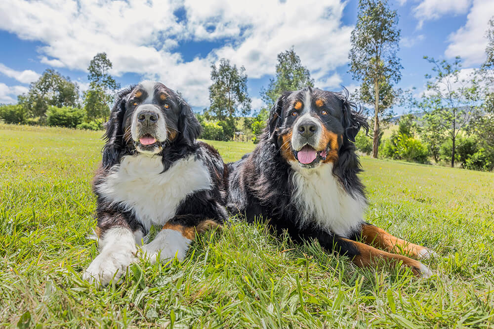 2 dogs sitting in a field