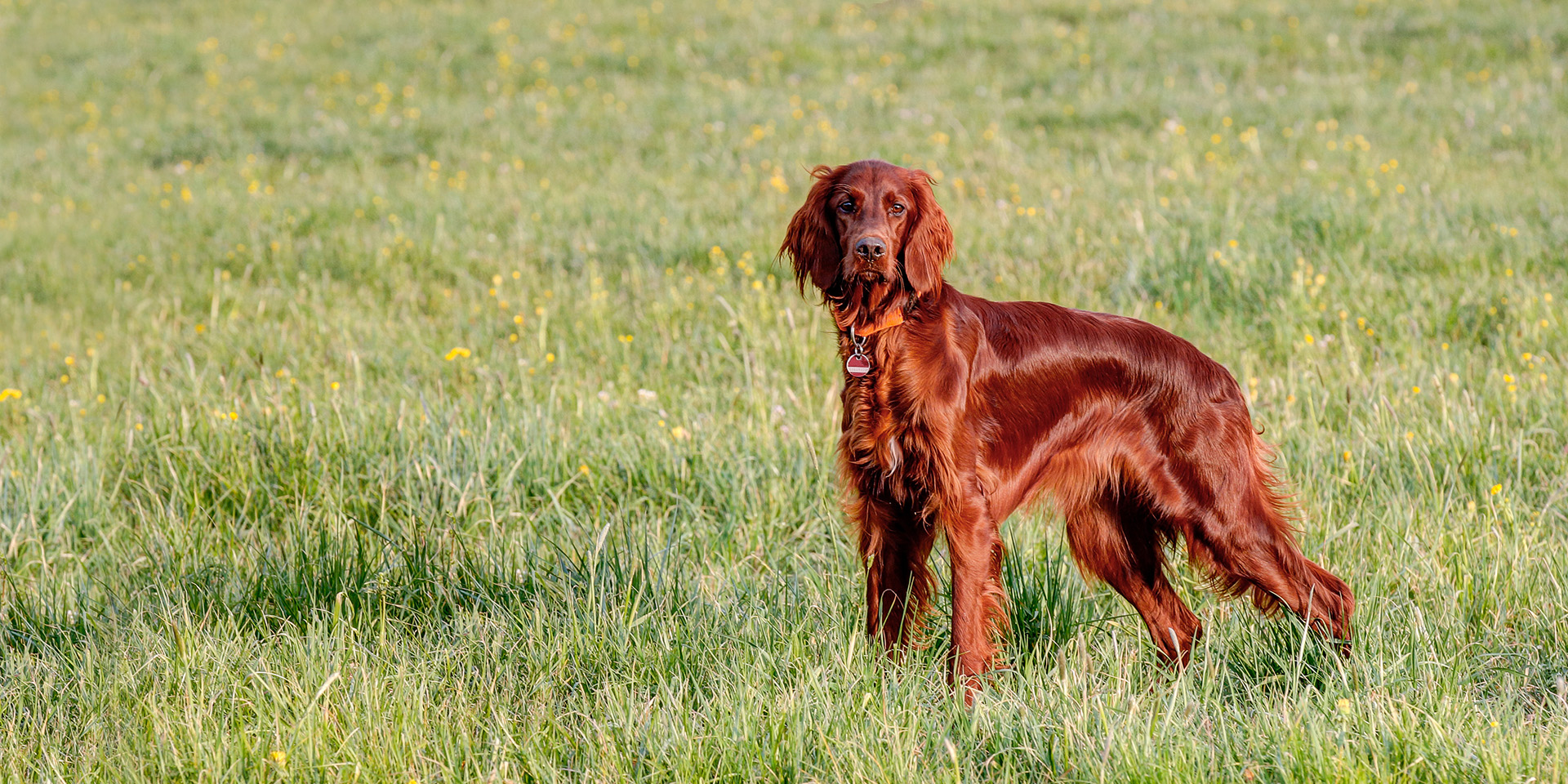 Long hair dog in a field