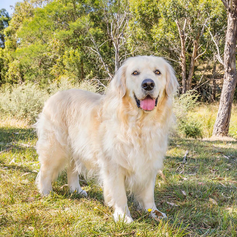 Senior dog standing in rural farm land